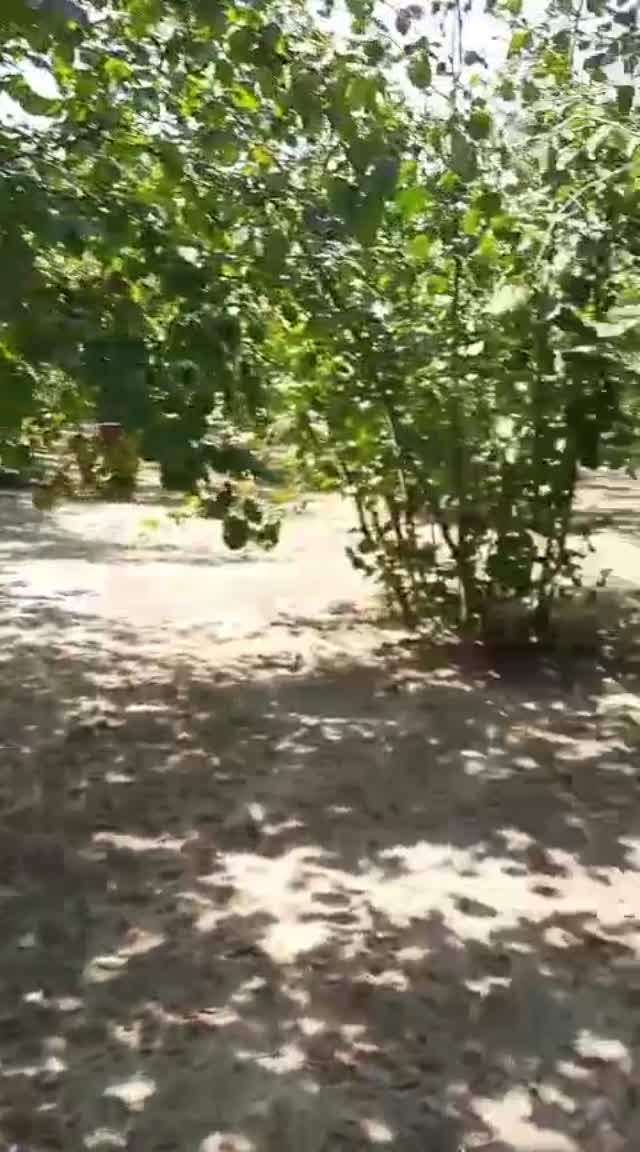 Practical & Real Estate for Sale: Productive Hazelnut Orchard Investment video 1