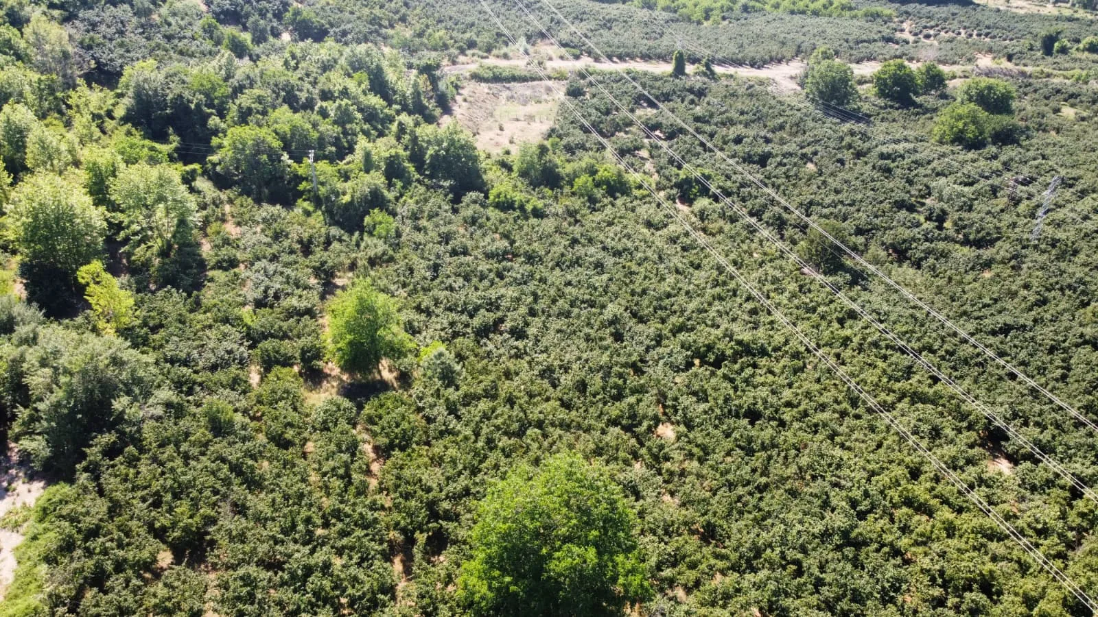 PRATİK&GAYRİMENKUL'DEN SATILIK YATIRIMLIK VERİMLİ FINDIK BAHÇESİ görsel 12
